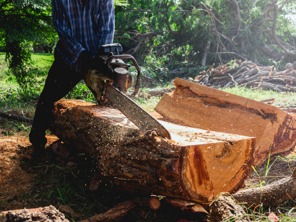 Tree Removal in Progress | Trees by Forrest | Best Tree Removal Near Minneapolis