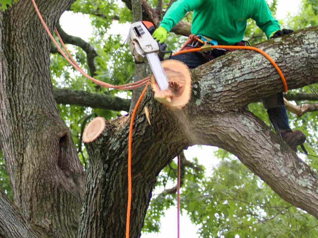 Tree Removal Job 2 | Trees by Forrest