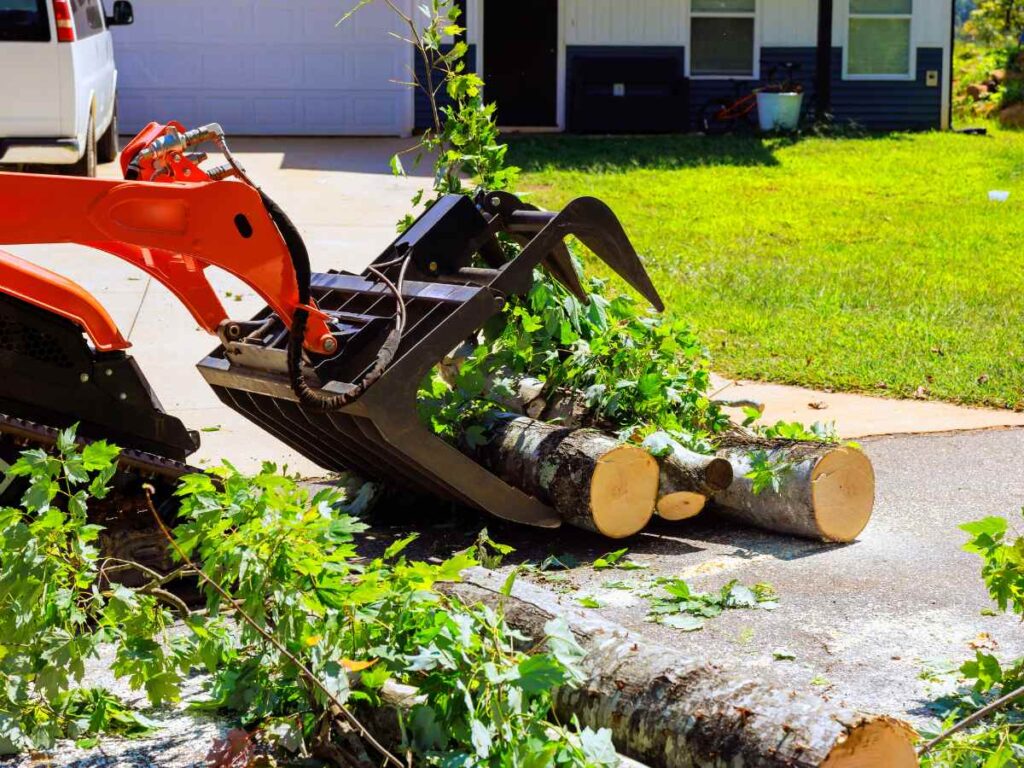 Tree Removal Job 3 | Trees by Forrest