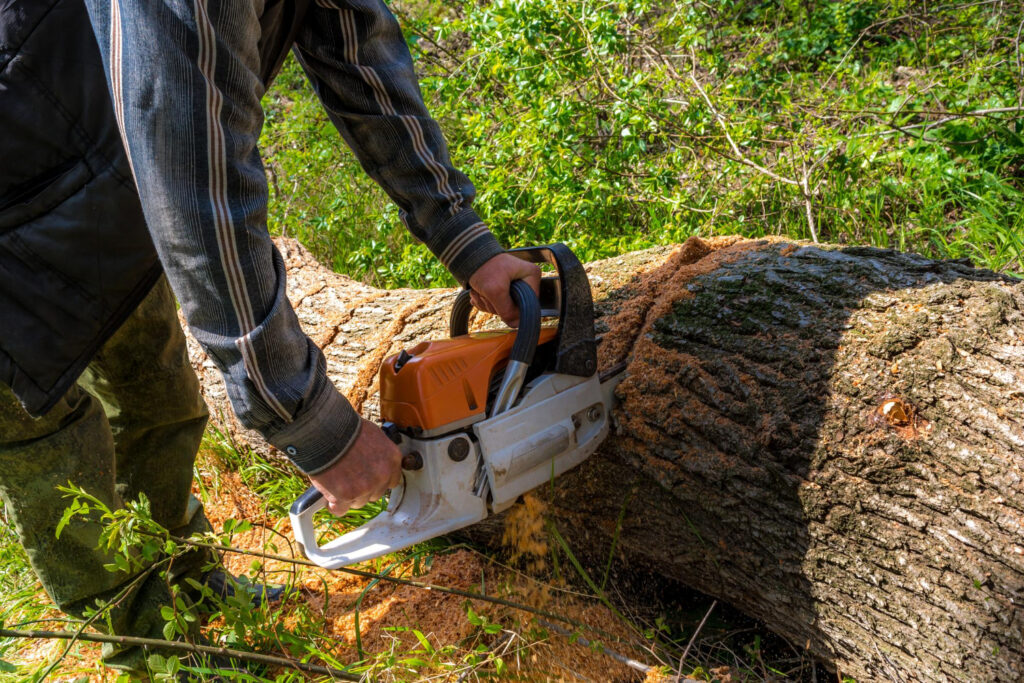 Completed Tree Removal | Trees by Forrest | Best Tree Service in Plymouth MN