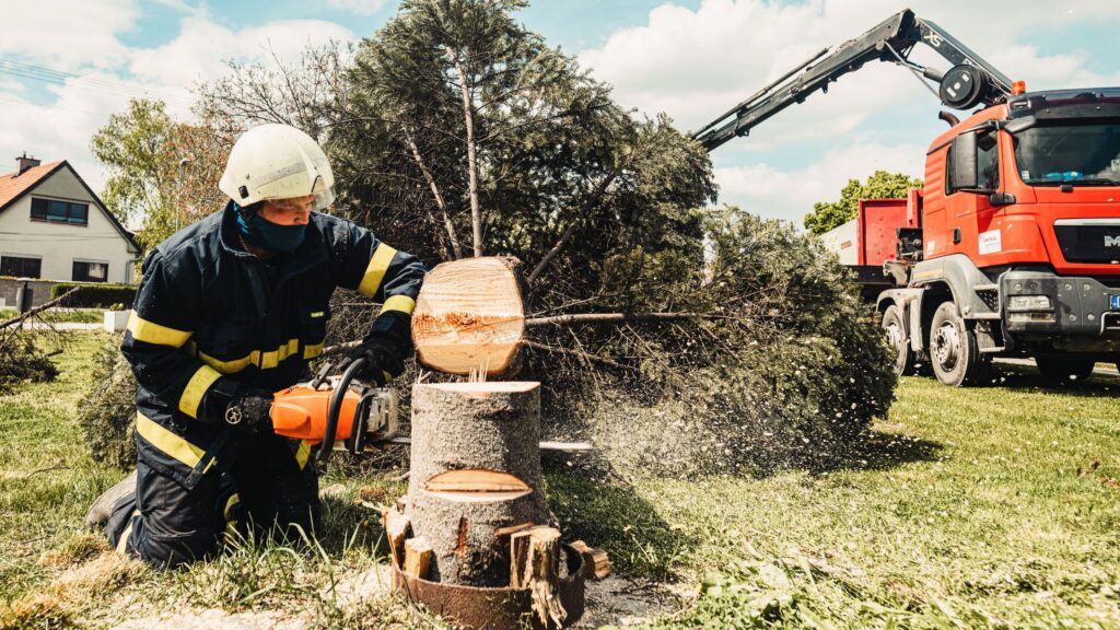 Tree Removal Job Photo | Trees by Forrest | Best Tree Removal Near Minneapolis