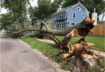 5 Signs Your Tree May Be Dangerous | Trees by Forrest | Best Tree Removal in Plymouth MN
