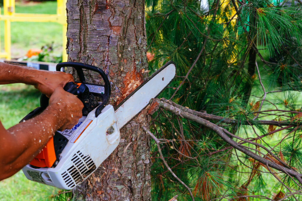 Tree Removal Services | Trees by Forrest | Best Tree Service in Plymouth MN