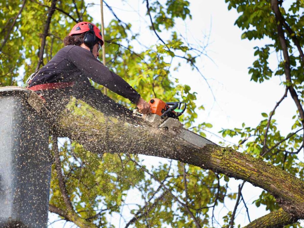Tree Removal Job 4 | Trees by Forrest
