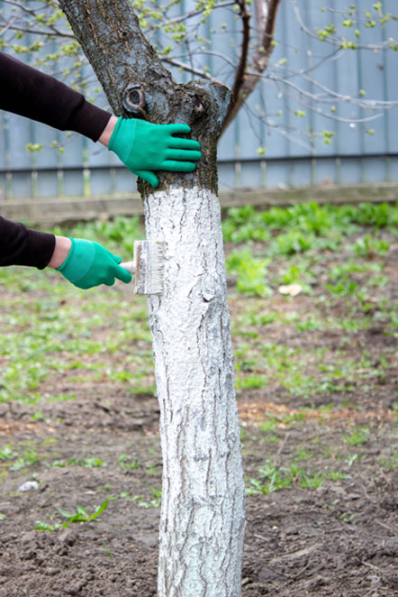7 Signs Your Tree Needs Removal | Trees by Forrest | Best Tree Removal in Plymouth MN