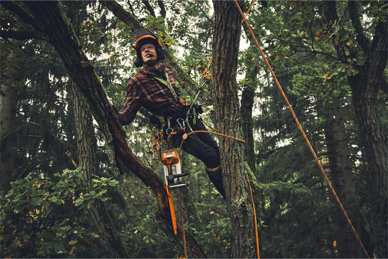 Certified Arborist Services | Trees by Forrest | Best Arborist in Plymouth MN