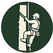 Tree Climber at Trees by Forrest | Best Tree Service in Plymouth MN