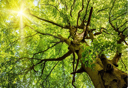 How to Protect Your Trees from Storm Damage | Trees by Forrest | Best Tree Service in Plymouth MN