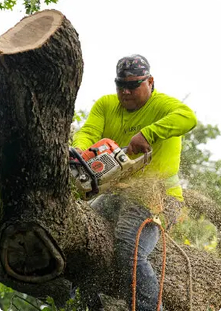 Skilled Tree Service Professional | Trees by Forrest | Best Tree Service in Plymouth MN