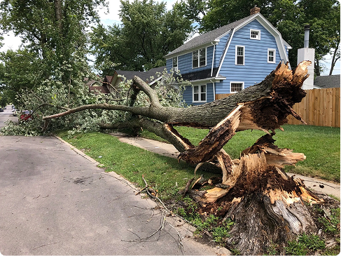 Storm Damage Tree Removal | Trees by Forrest | Best Emergency Tree Service in Plymouth MN