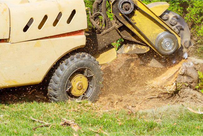 Stump Removal | Trees by Forrest | Best Stump Removal in Plymouth MN