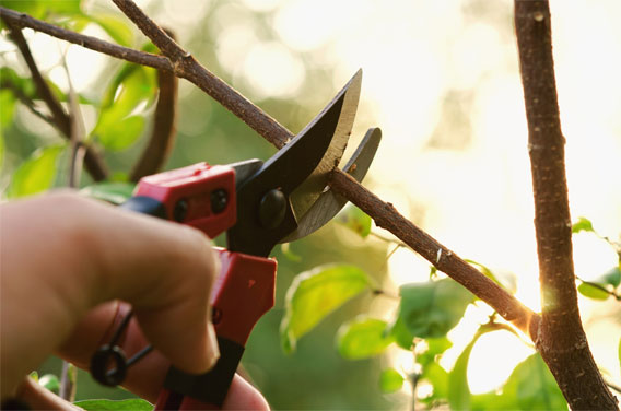 Tree Pruning | Trees by Forrest | Best Tree Pruning in Plymouth MN