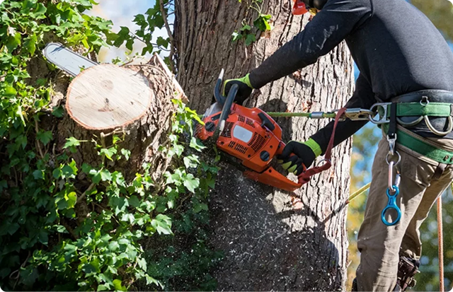 Tree Removal | Trees by Forrest | Best Tree Removal in Plymouth MN