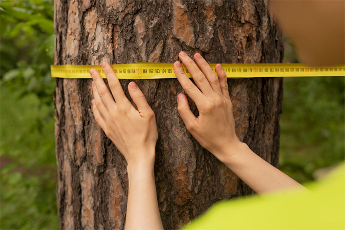 Tree Risk Assessment | Trees by Forrest | Best Certified Arborist in Plymouth MN