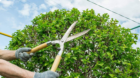 Tree Trimming | Trees by Forrest | Best Tree Trimming in Plymouth MN