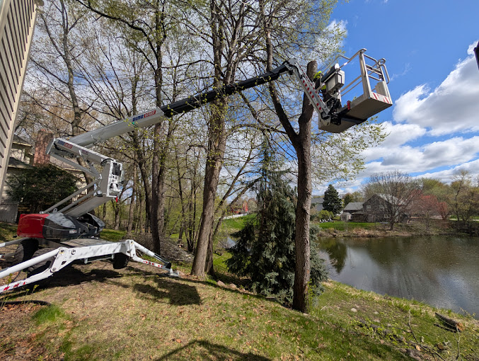 Crane Tree Removal Plymouth MN | Trees by Forrest | Best Crane Tree Service Near Minneapolis