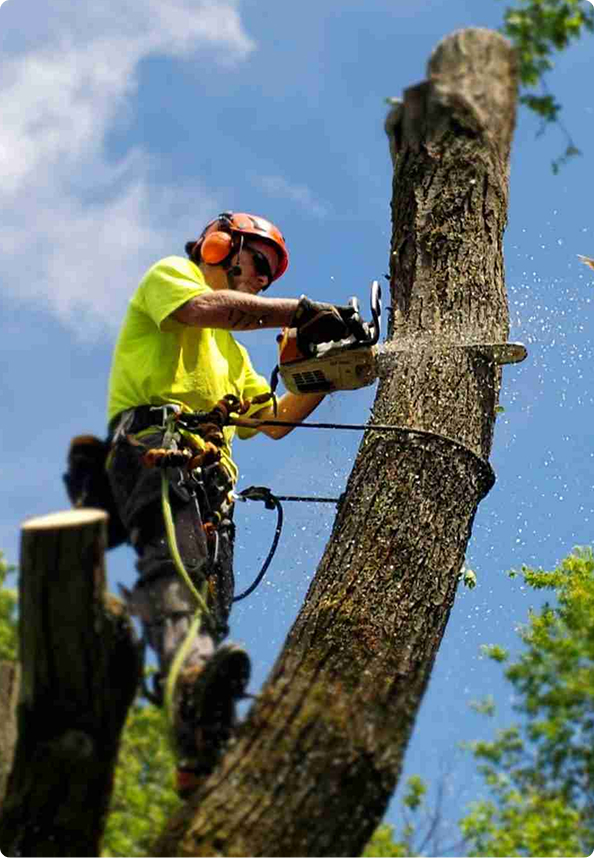 Frequently Asked Questions About Tree Service | Trees by Forrest