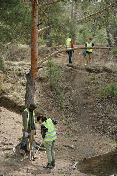 Tree Removal Process | Trees by Forrest | Best Tree Removal in Plymouth MN
